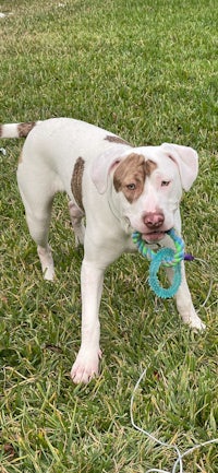 a white and brown dog playing with a toy