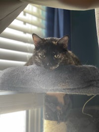 a cat laying on top of a scratching post